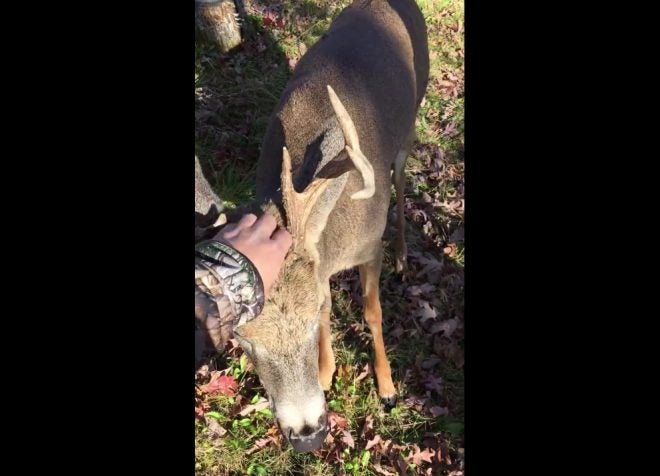 Watch: Curious Buck Approaches Hunter, Gets Head Scratched