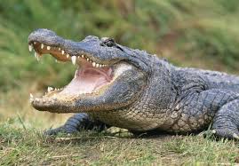 Want a South Carolina Gator? Get a License Now.