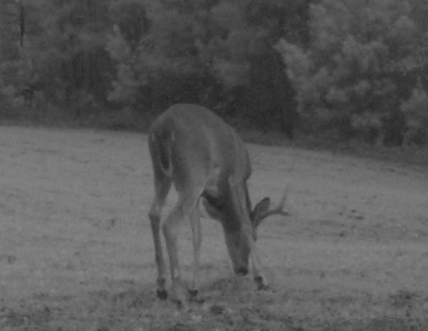 Another photo of the buck that made us sit up and take notice. (Photo © Russ Chastain) 