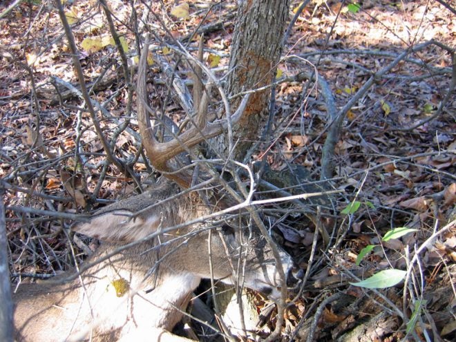 My made-to-order buck, right where he died with his antlers around a tree. (Photo © Russ Chastain) 