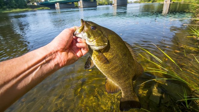 nice-river-bank-smallmouth