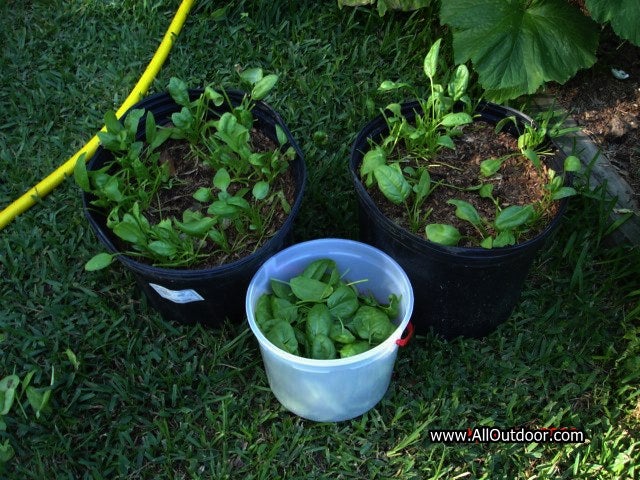 Spinach, an important survivalist food crop