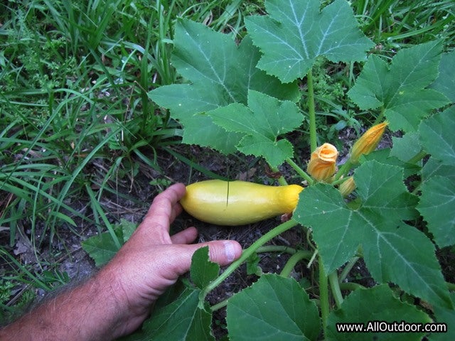 Preppers: Squash from Ten Year Old Seeds