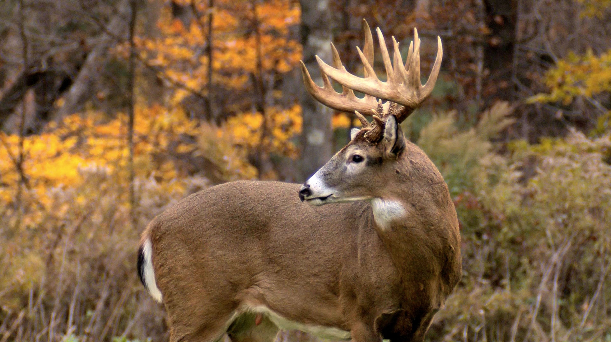 North Carolina Deer Numbers Decline, Possible Solutions Offered North Carolina Deer Numbers Decline, Possible Solutions Offered
