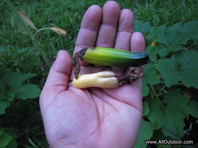 Yellow squash