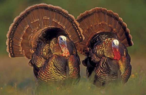 Missouri Still Ranks as One of the Best Turkey States in America
