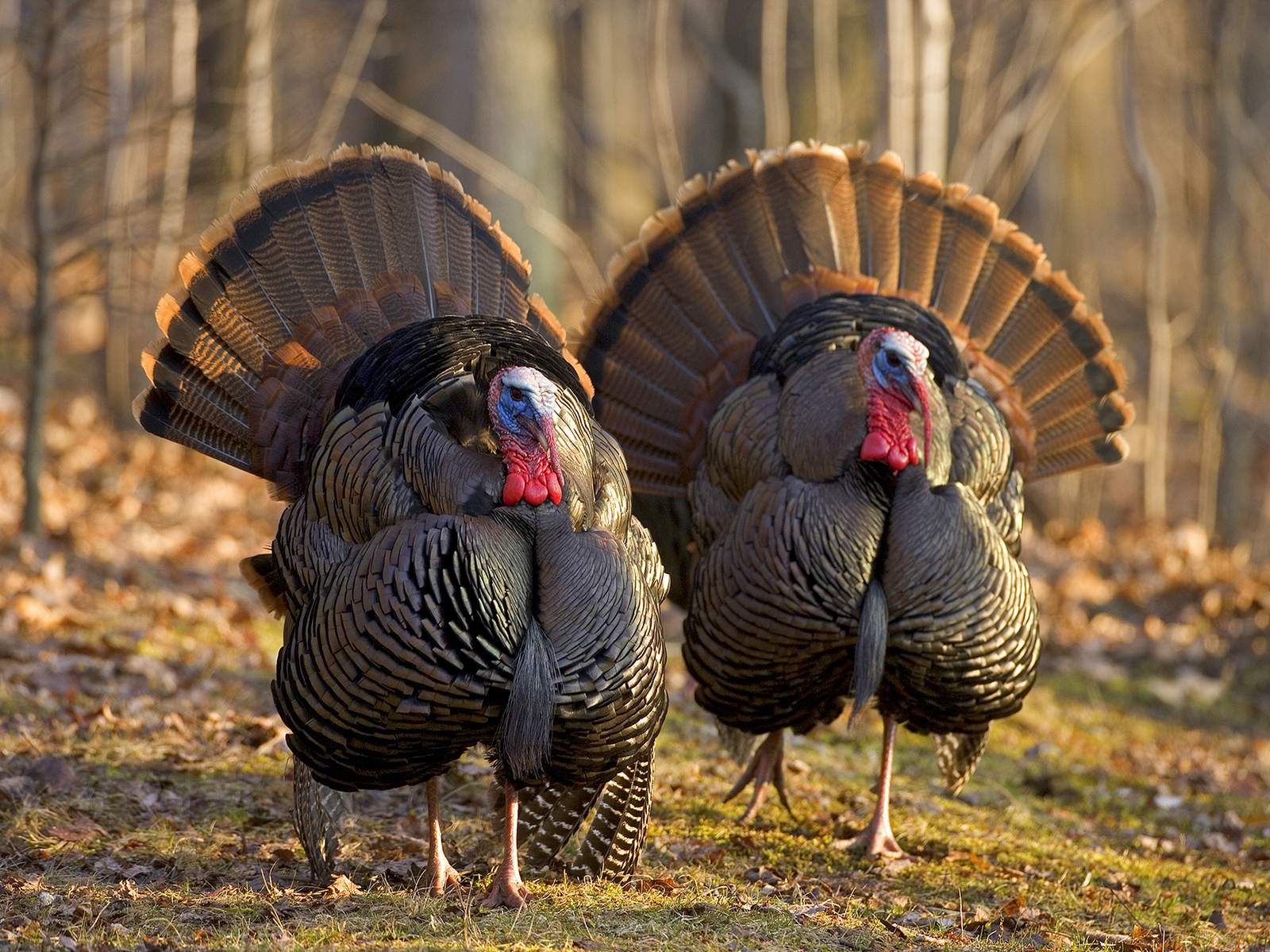 Happy Thanksgiving 2020! Happy Thanksgiving 2020!