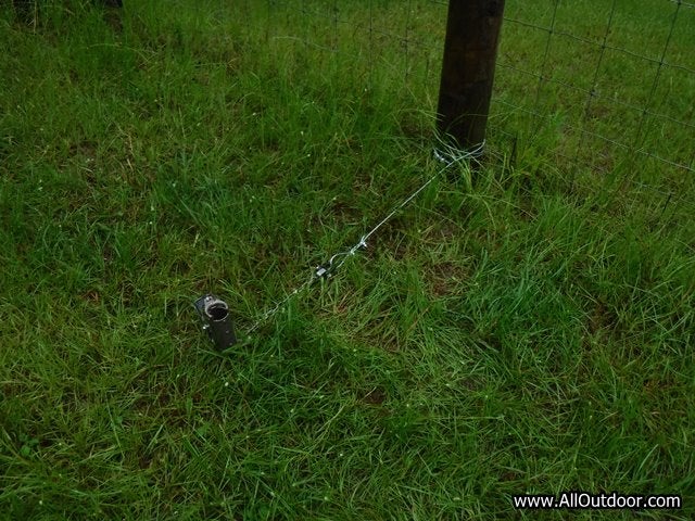 Dog proof trap in chicken yard
