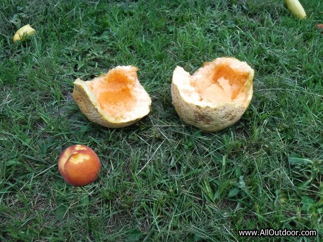 Feeding Chickens Grocery Store Scraps