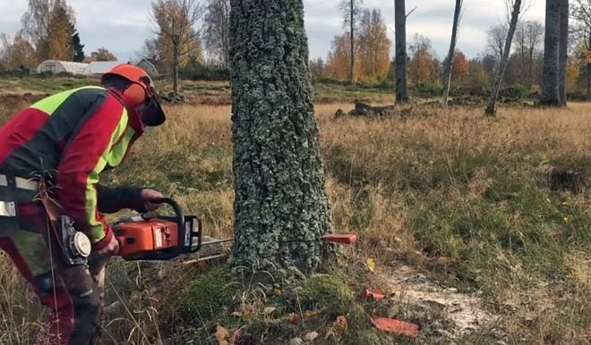 Watch: Right Way to Cut a Tree — and Terrible Chainsaw Mistake?