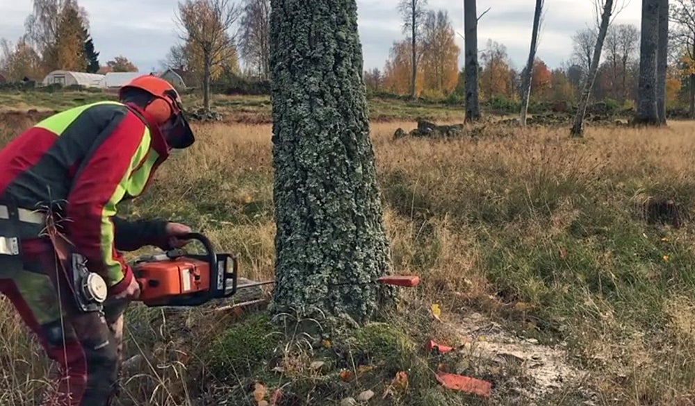 Tree cuttings on what is to put good