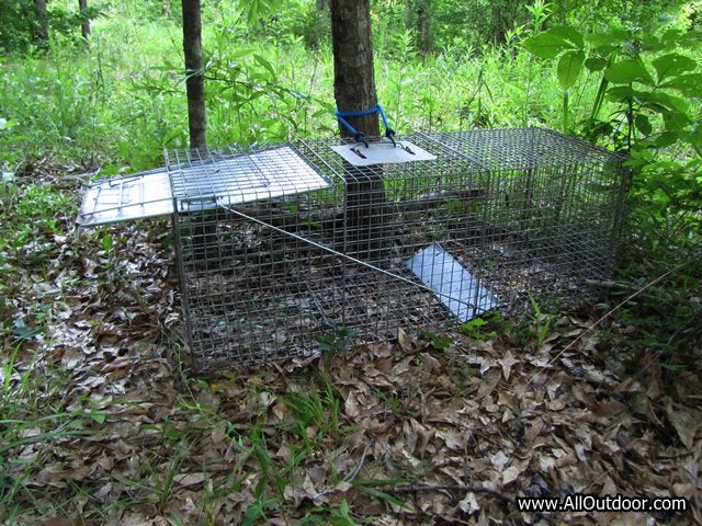 Preppers, Let’s Talk About Live Traps