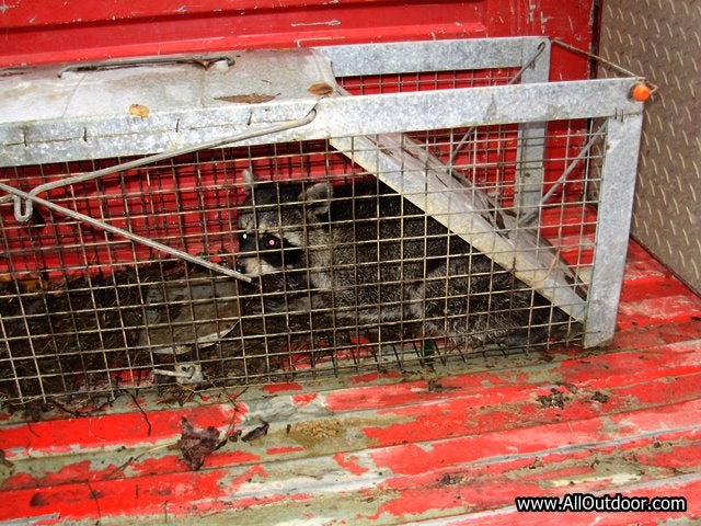 Raccoon in live trap