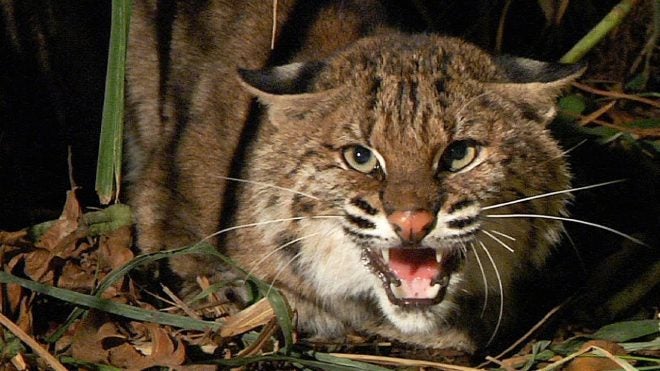 New Hampshire woman, 80, fights off rabid bobcat with gardening tool