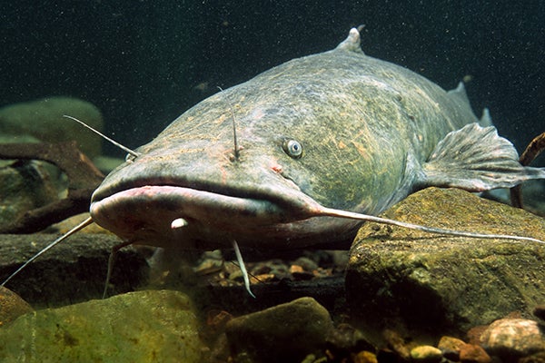 Youngster Catches Catfish Bigger than he is for Texas Lake Record