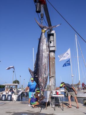 Giant marlin shop