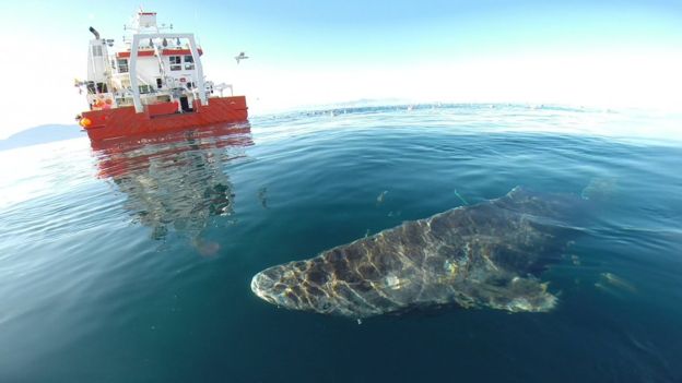 Secret to Long Life May be 400-Year Old Shark