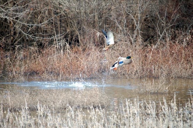 Arkansas Alters Waterfowl Hunting Rules for Non-Residents