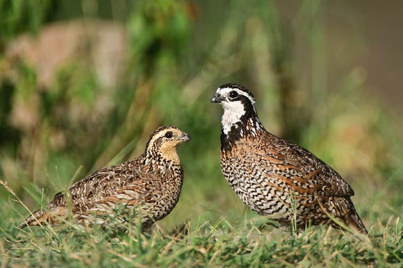 Quail Numbers a Mere Fraction of What They Once Were