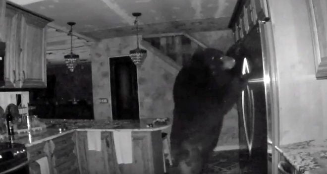 Watch: Black Bear Raids Fridge Like a Hungry Teen