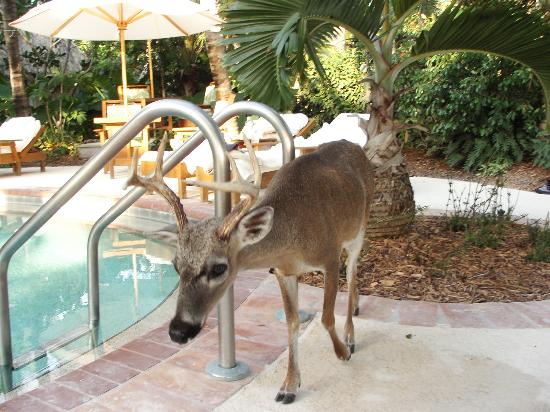 Endangered Florida Key Deer Euthanized after Capture by Men