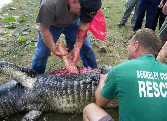 What’s Up with Gators These Days Near Fort Myers?