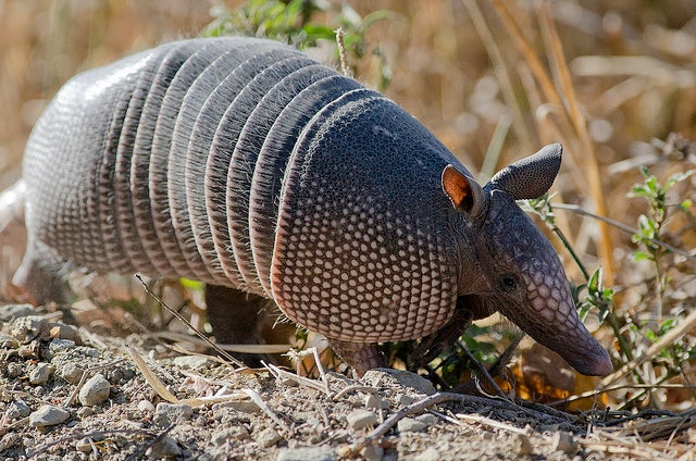 Texas Man Learns the Hard Way: When You Shoot an Armadillo, Bring Enough Gun