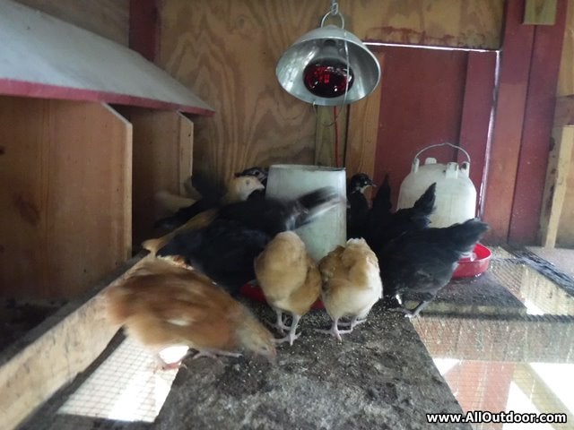 When to Move Chicks to the Chicken House