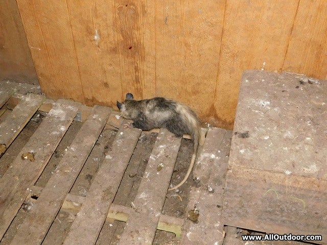 When an Opossum is in the Chicken House