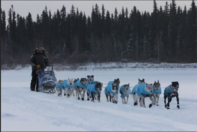 Dopin’ Musher: Iditarod Dogs Test Positive for Banned Substance