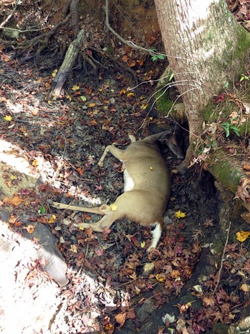 Finally found my deer! (Photo © Russ Chastain)