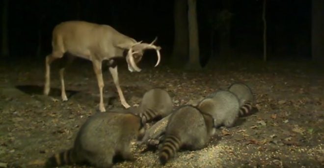 Watch: 4 Videos of Raccoons vs. the World