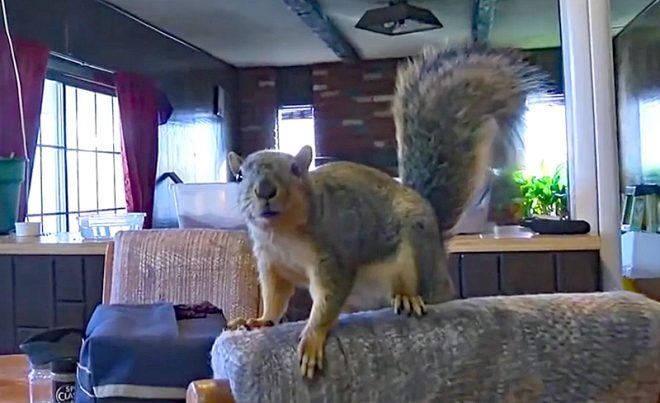 Watch: Joey the Guard Squirrel Foils Burglary