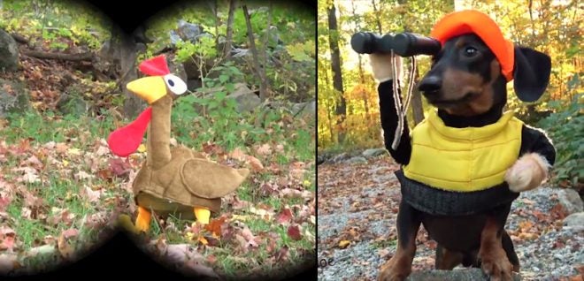 Watch: Dachshunds Hunting Turkeys
