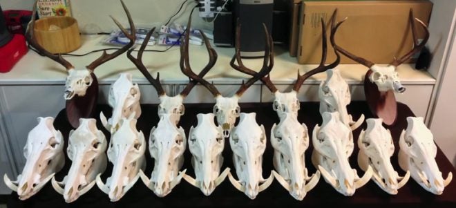 Watch: DIY European Skull Trophy Mount