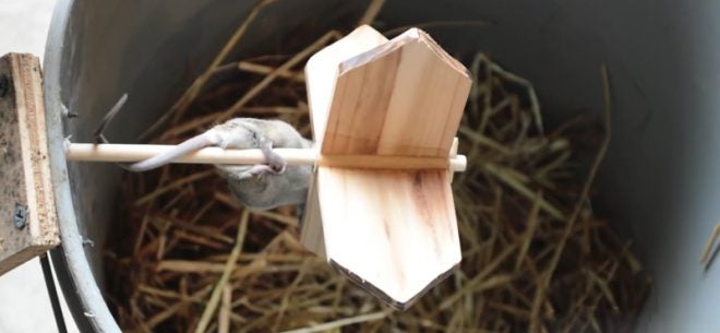 Watch: 427-Year-Old Mouse Trap Design in Action