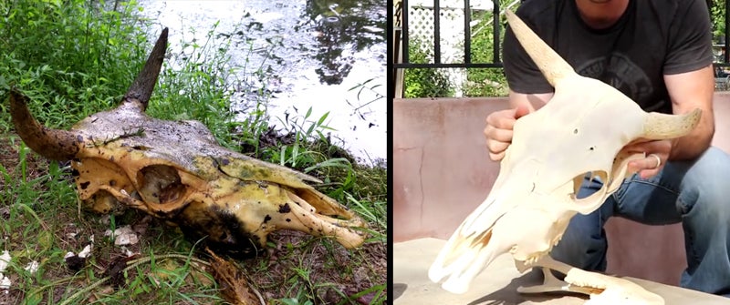 Watch: 3 Ways to Clean up a Skull Watch: 3 Ways to Clean up a Skull