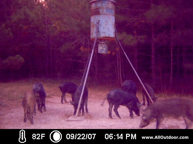 Wild Pigs