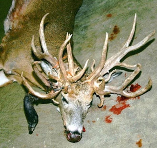 24 Photos of Buck Deer With Super-Weird Racks - AllOutdoor.com