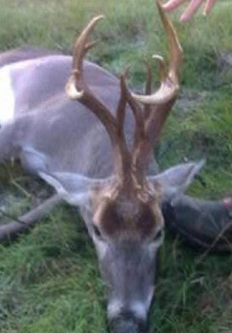 24 Photos of Buck Deer With Super-Weird Racks - AllOutdoor 24 Photos of Buck Deer With Super-Weird Racks - AllOutdoor