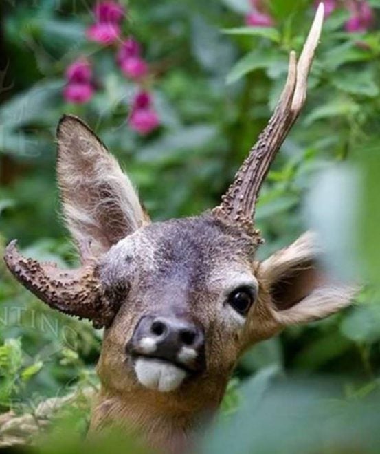 24 Photos of Buck Deer With Super-Weird Racks - AllOutdoor