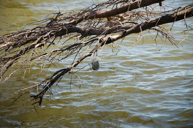 Are Yo-Yos Ruining Lake Fisheries Resources?