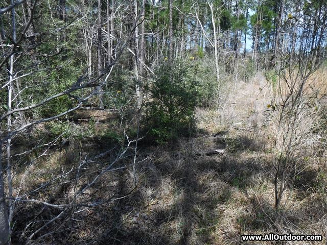 Hiking clear-cut