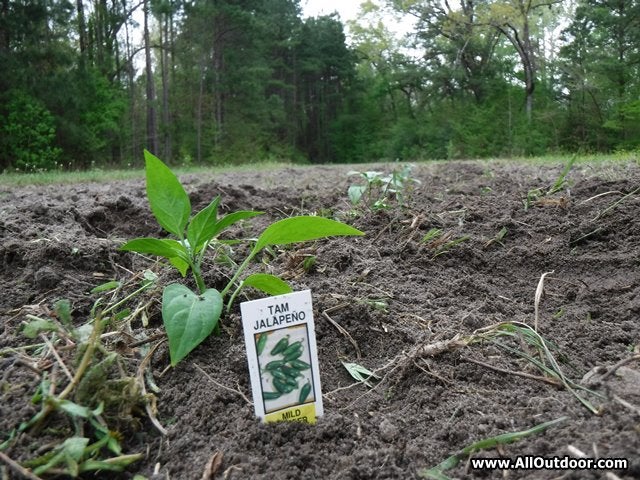 How to Grow Pepper Plants