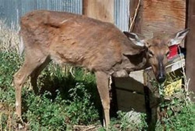 An Introduction to Chronic Wasting Disease in Deer