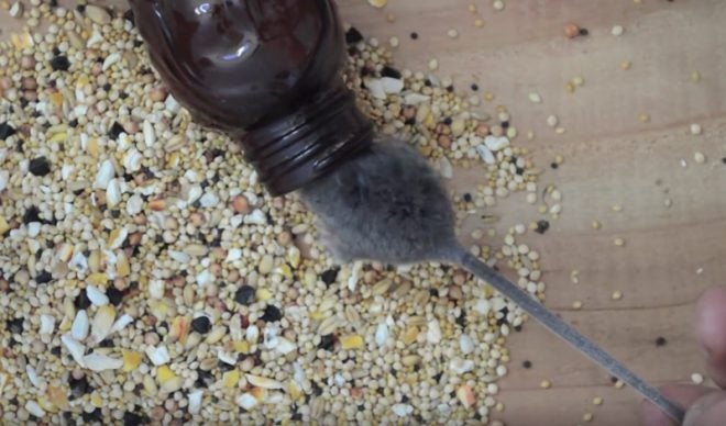 Watch: Make a Mouse Trap From an Old Bottle