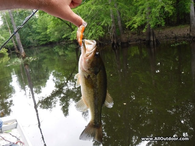 Bass caught on a crankbait