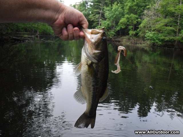 Large mouth bass caught on the Angelina River near Jasper, Texas