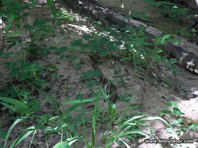 cottonmouth water moccasin snake