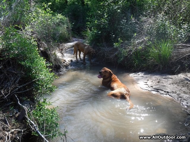 Dog taking rest break in water